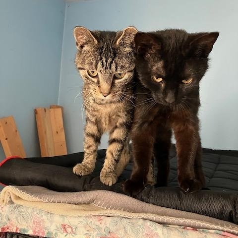 Enlarge Ranger, a ADOPTABLE Domestic Short Hair in Shippensburg, PA image 2/3