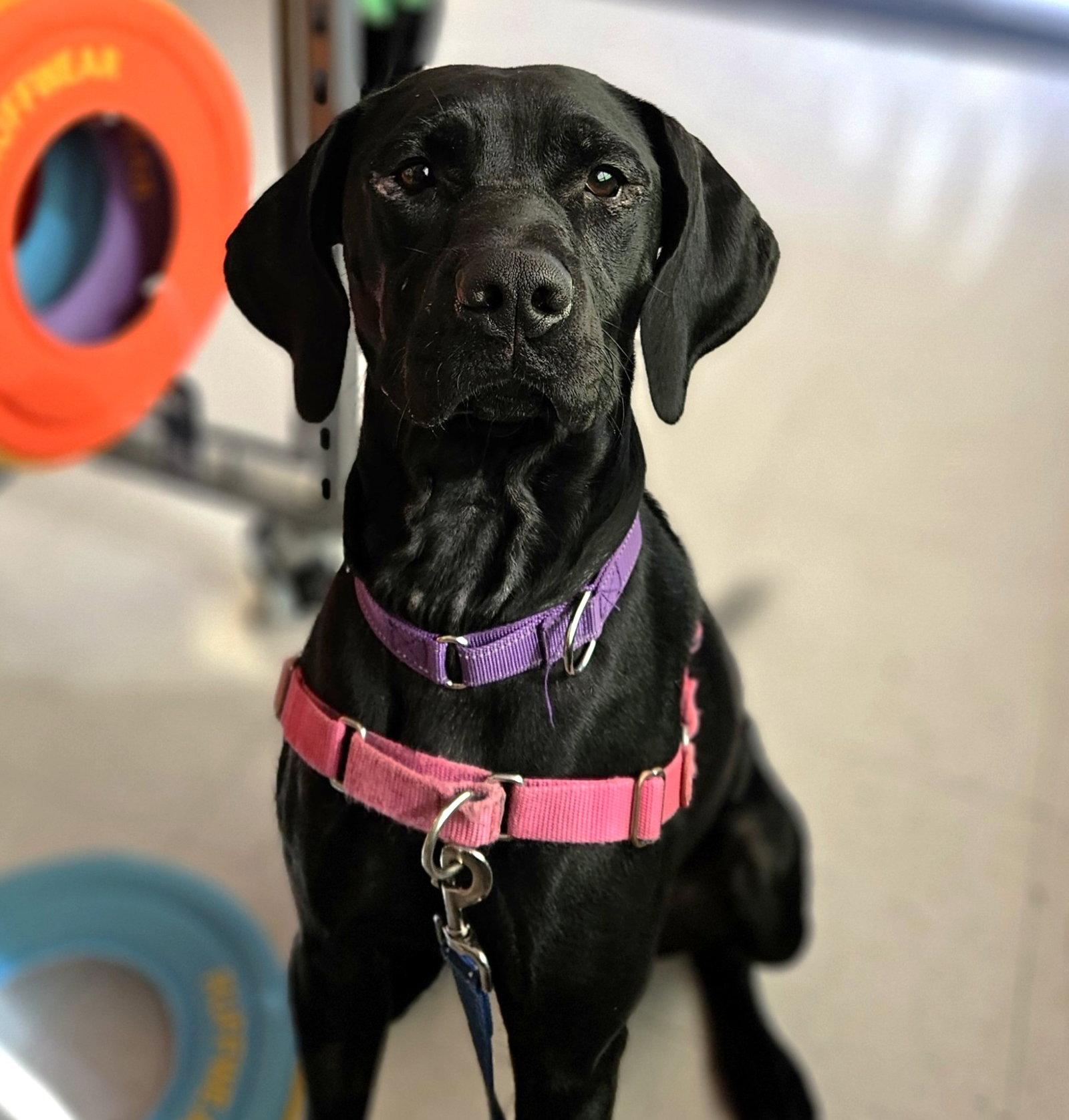 Jumanji, Adoptable, Adult Female Labrador Retriever.