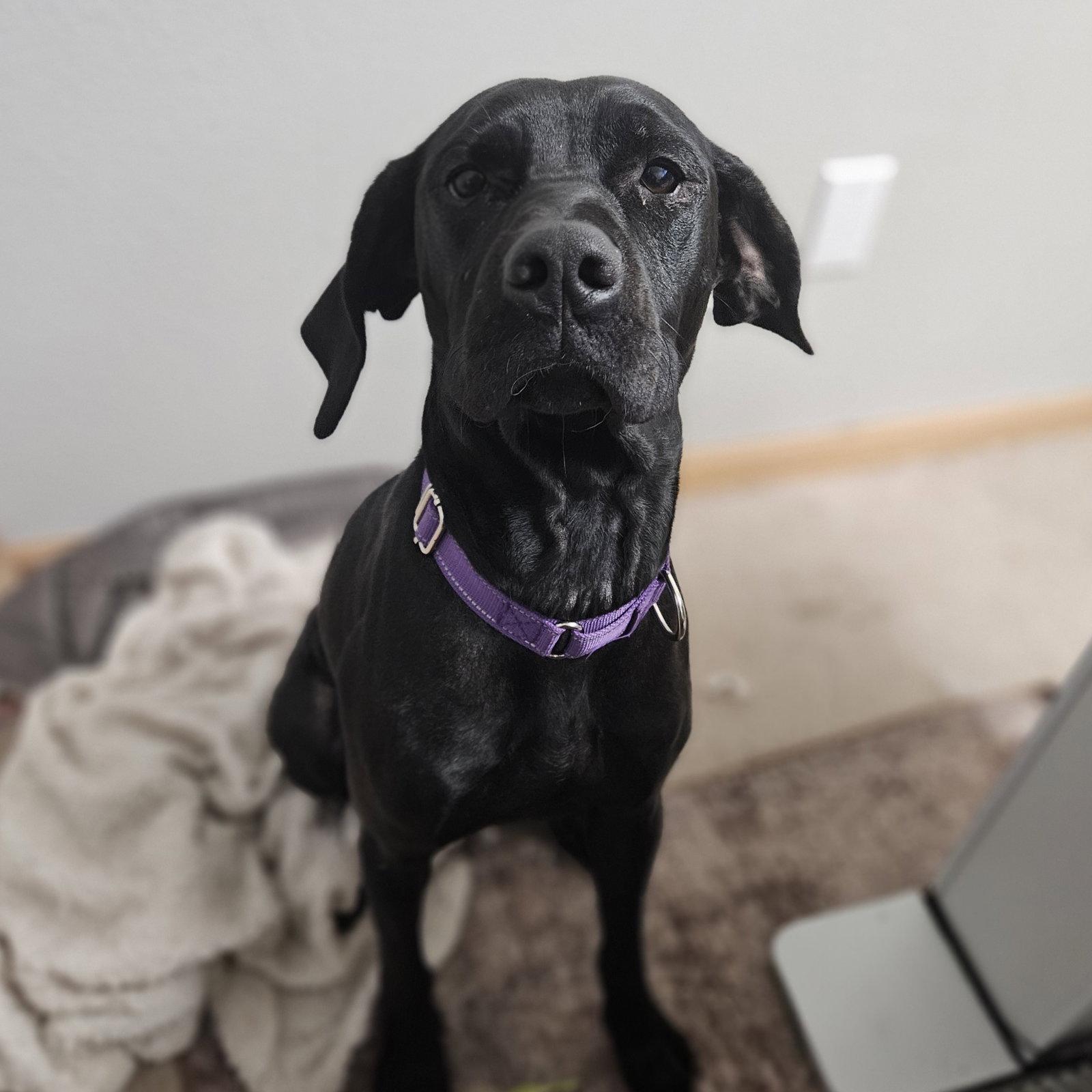 Enlarge Jumanji, a Adoptable Labrador Retriever in Fargo, ND image 2/3