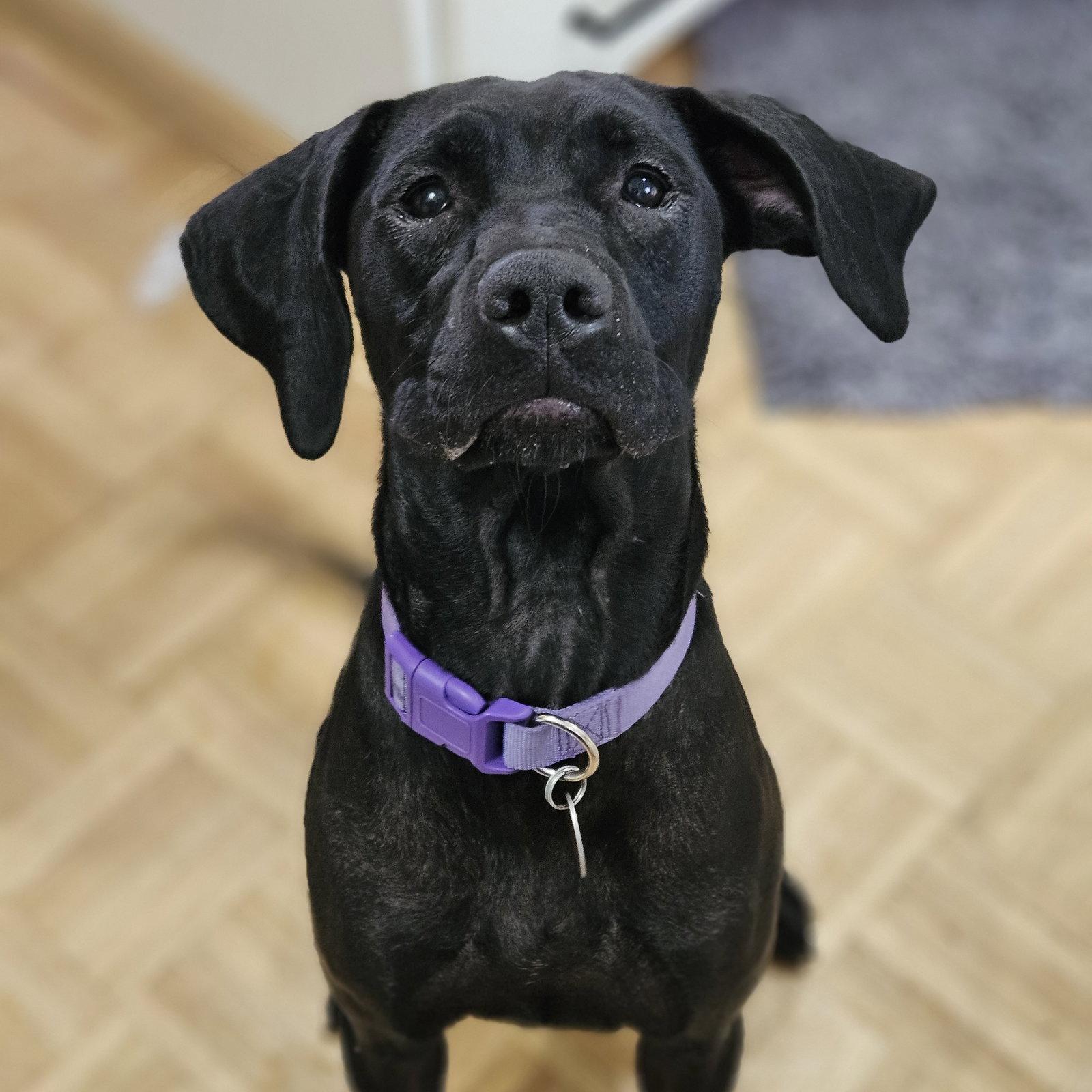 Enlarge Jumanji, a Adoptable Labrador Retriever in Fargo, ND image 3/3