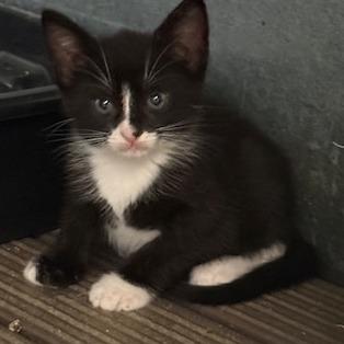 Enlarge Sylvie, a Adoptable Domestic Short Hair in Port Aransas, TX image 1/1
