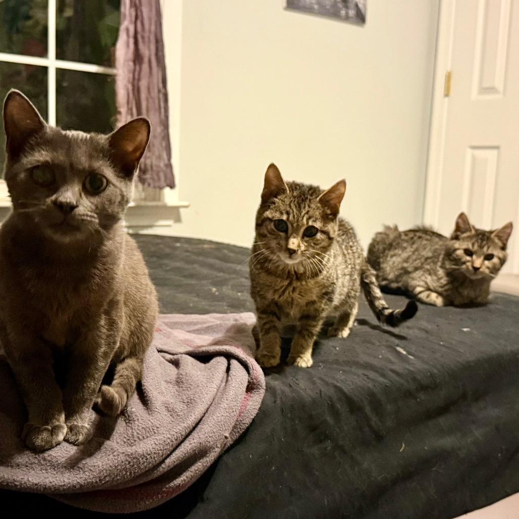 Mashed Potatoes, Adoptable, Kitten Female Domestic Short Hair.