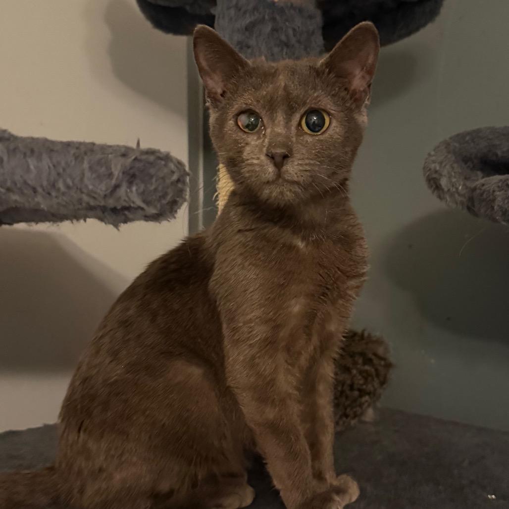 Enlarge Mashed Potatoes, a Adoptable Domestic Short Hair in Frederick, MD image 2/4