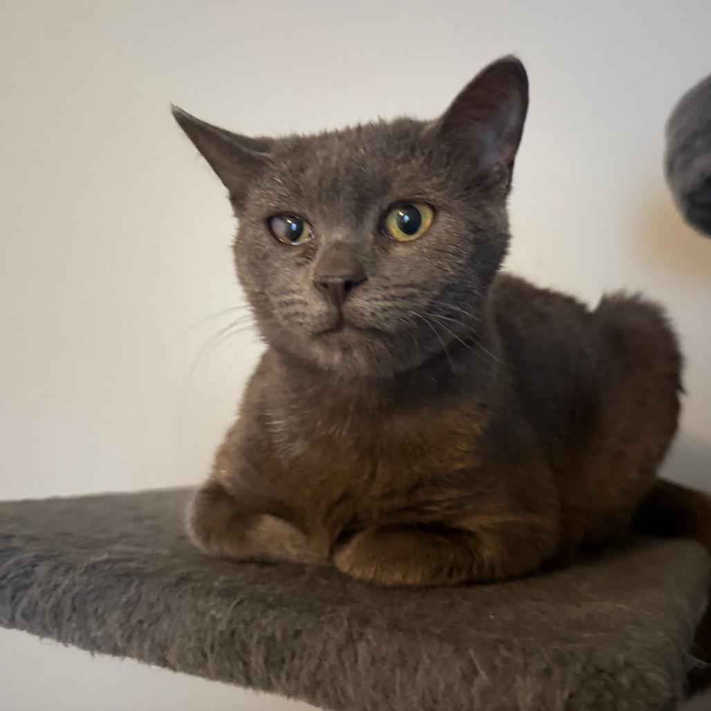 Enlarge Mashed Potatoes, a Adoptable Domestic Short Hair in Frederick, MD image 3/4