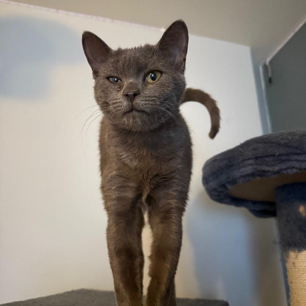 Enlarge Mashed Potatoes, a Adoptable Domestic Short Hair in Frederick, MD image 4/4