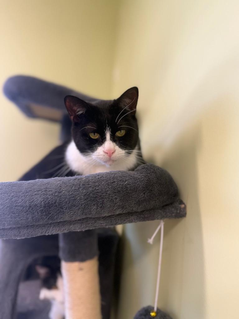 Crispy Sox, Adoptable, Adult Male Domestic Short Hair.