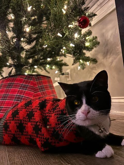 Crispy Sox, Adoptable, Adult Male Domestic Short Hair.