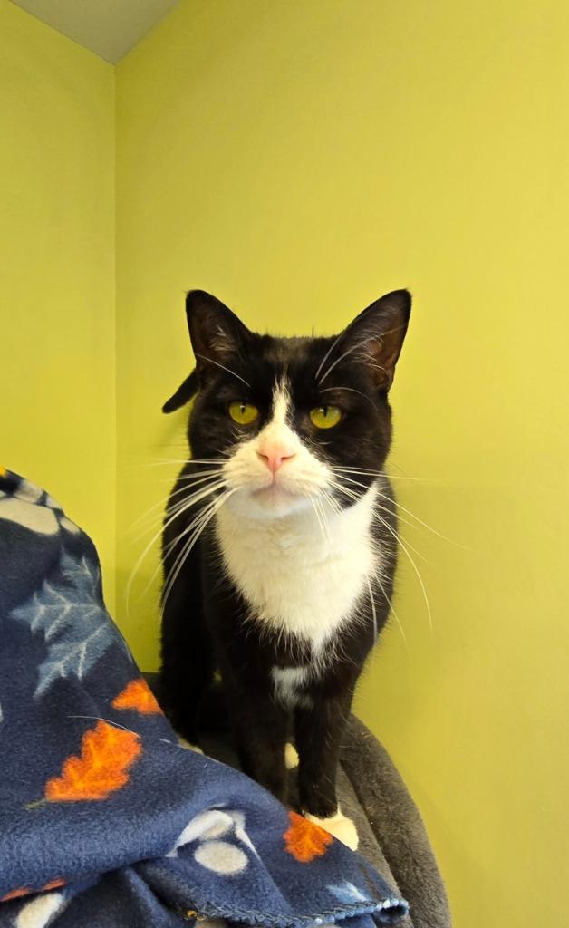 Enlarge Crispy Sox, a Adoptable mixed breed in Auburn, IN image 2/5