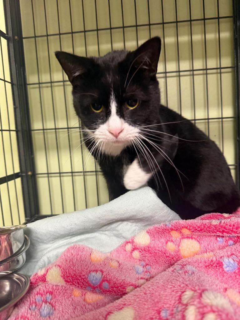 Enlarge Crispy Sox, a Adoptable mixed breed in Auburn, IN image 3/5