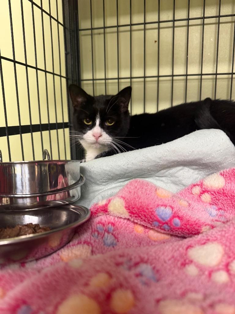 Enlarge Crispy Sox, a Adoptable mixed breed in Auburn, IN image 4/5