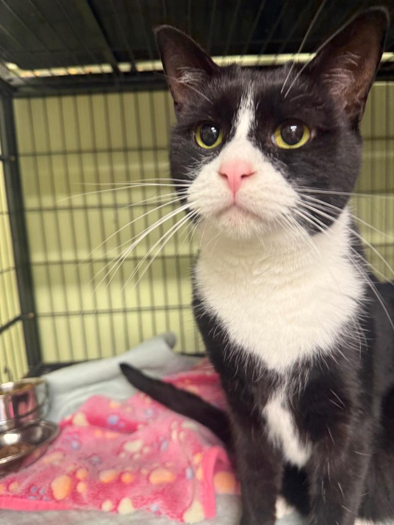 Enlarge Crispy Sox, a Adoptable mixed breed in Auburn, IN image 5/5