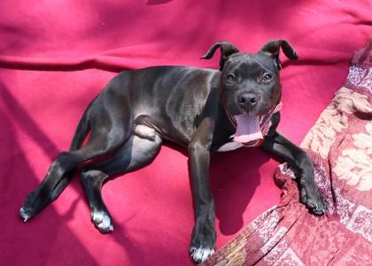 Boaz, adopted, Young Male Mixed Breed.