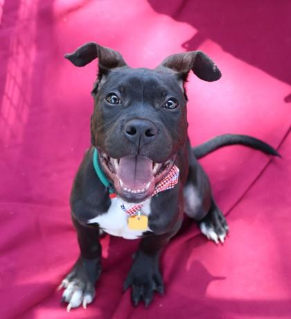 Enlarge Boaz, an adopted Mixed Breed in Athens, GA image 2/3