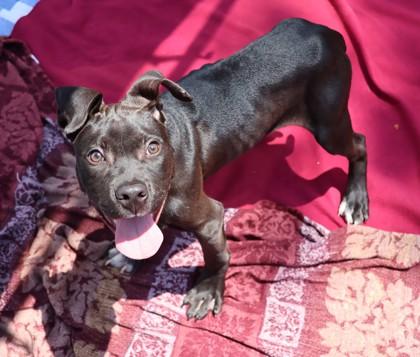 Enlarge Boaz, an adopted Mixed Breed in Athens, GA image 3/3