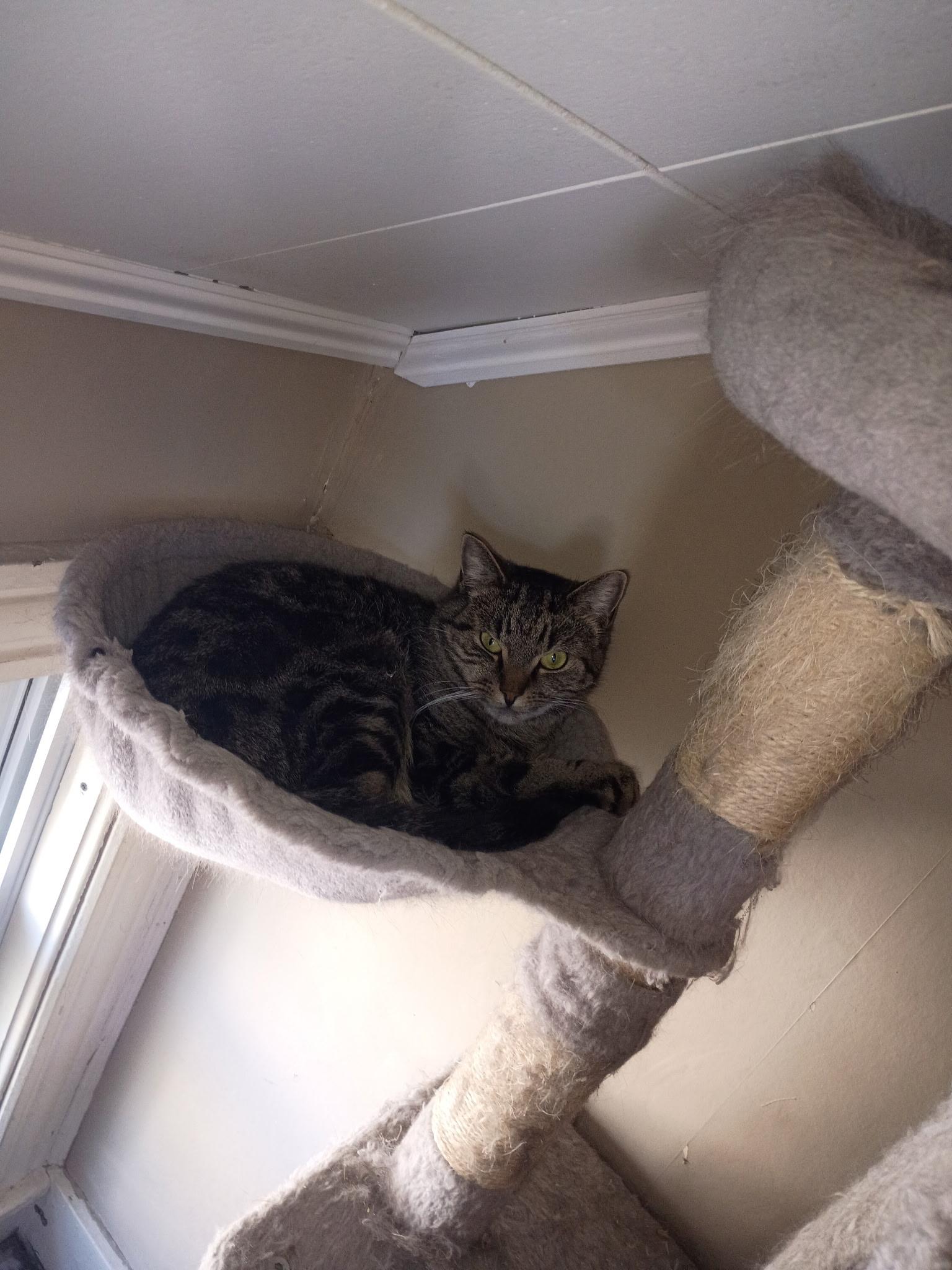 Enlarge Astro & Camino, a Adoptable Domestic Short Hair in Douglas, MA image 4/6