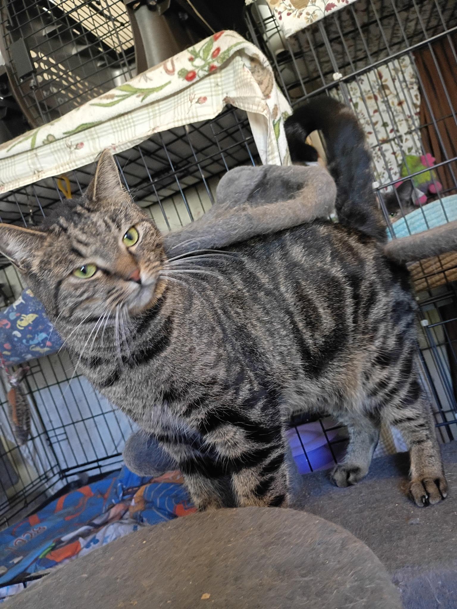 Enlarge Astro & Camino, a Adoptable Domestic Short Hair in Douglas, MA image 3/6