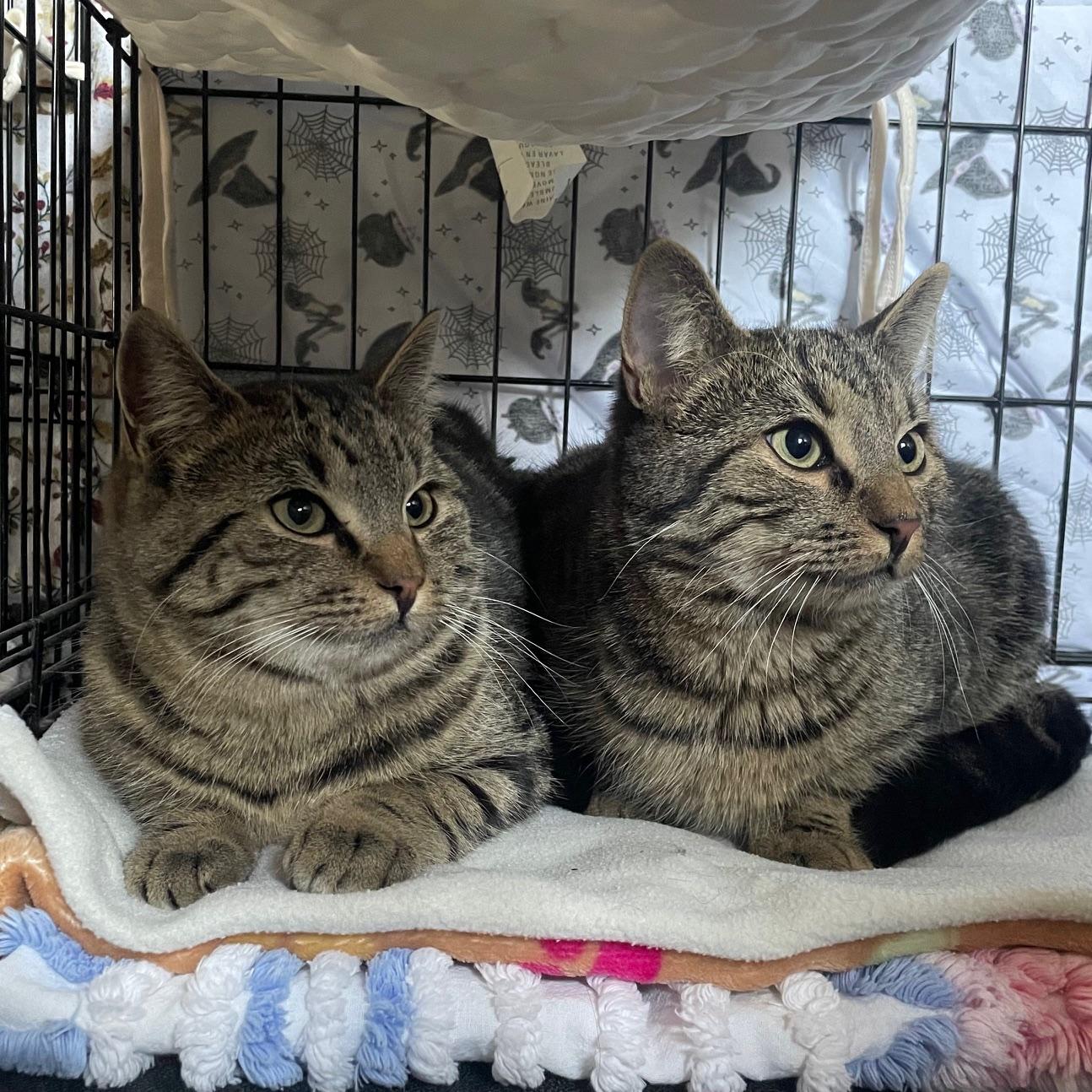 Enlarge Astro & Camino, a Adoptable Domestic Short Hair in Douglas, MA image 1/6