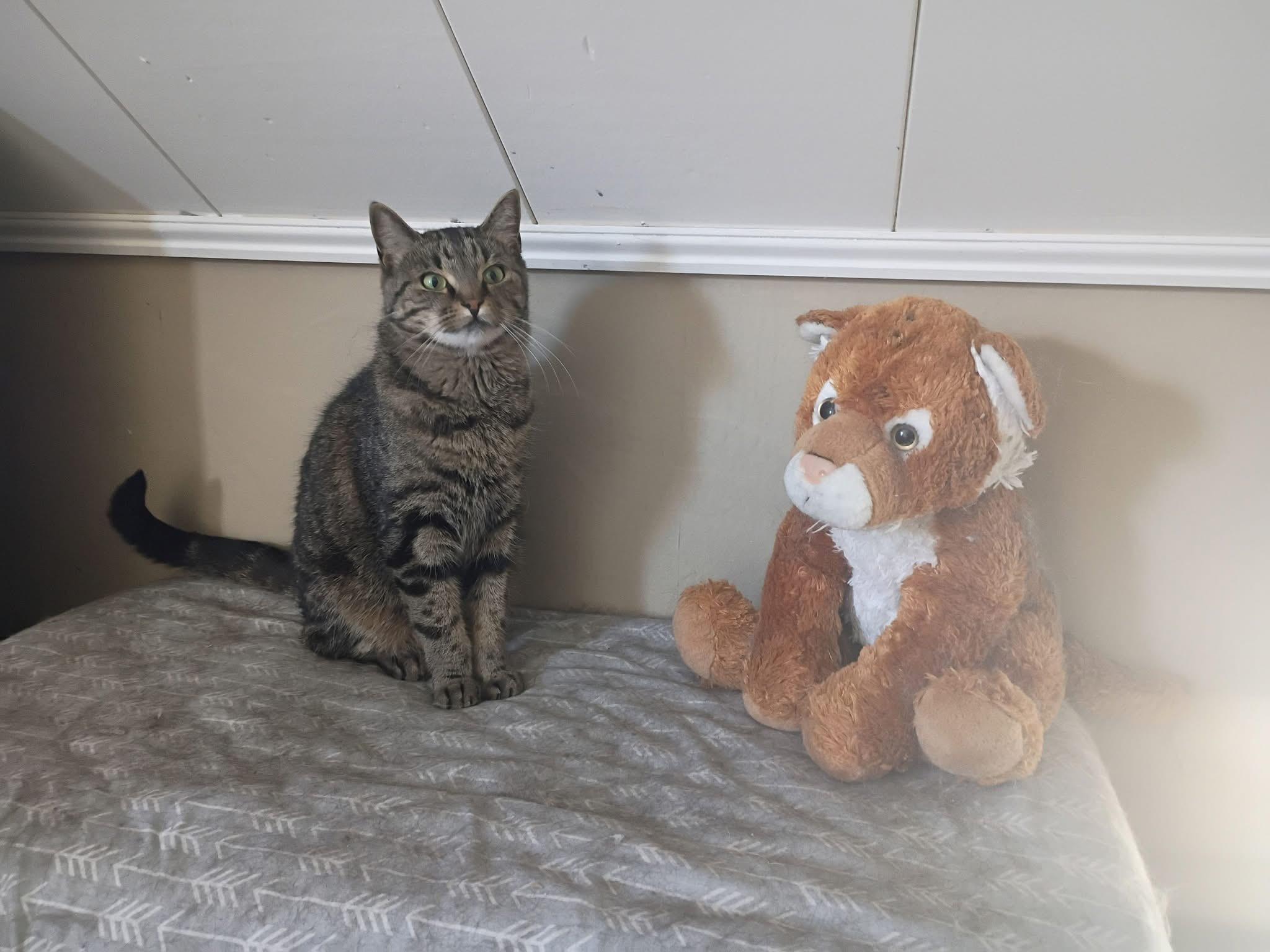 Enlarge Astro & Camino, a Adoptable Domestic Short Hair in Douglas, MA image 2/6