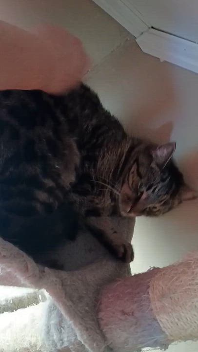 Enlarge Astro & Camino, a Adoptable Domestic Short Hair in Douglas, MA video 6/6