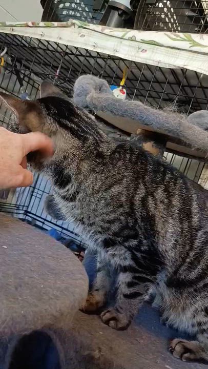 Enlarge Astro & Camino, a Adoptable Domestic Short Hair in Douglas, MA video 5/6