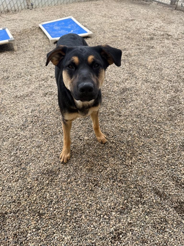 Enlarge StinkBug, a Adoptable mixed breed in Thousand Oaks, CA image 1/2