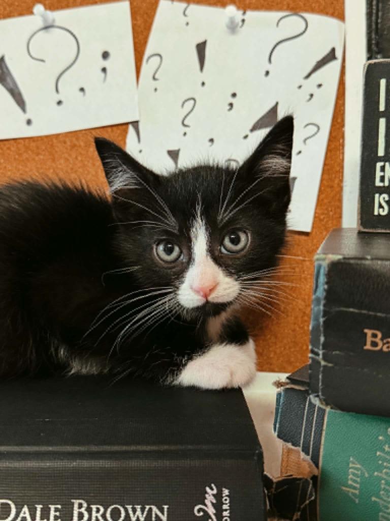Question Mark, Adoptable, Kitten Male Domestic Short Hair.
