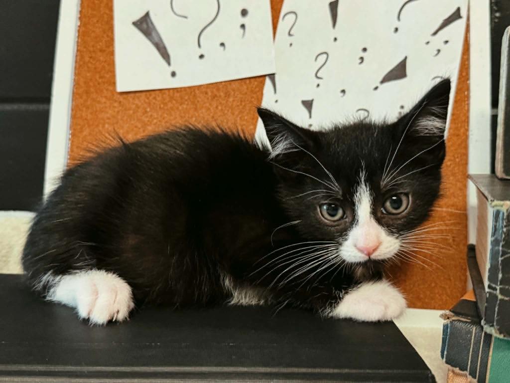 Question Mark, a Adoptable mixed breed in Effingham, IL image 2/4