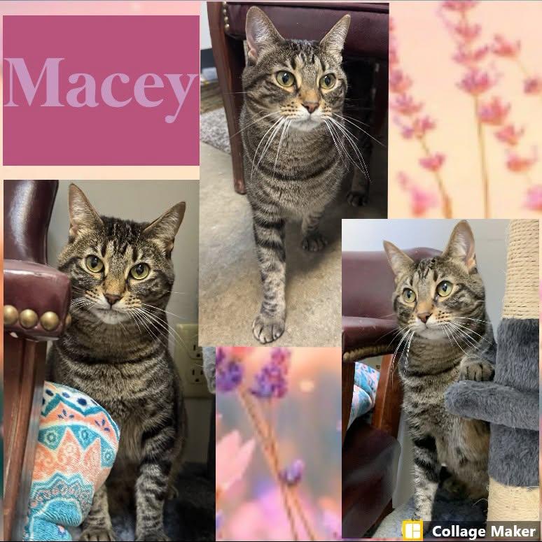 Macey, ADOPTABLE, Adult Female Domestic Short Hair.