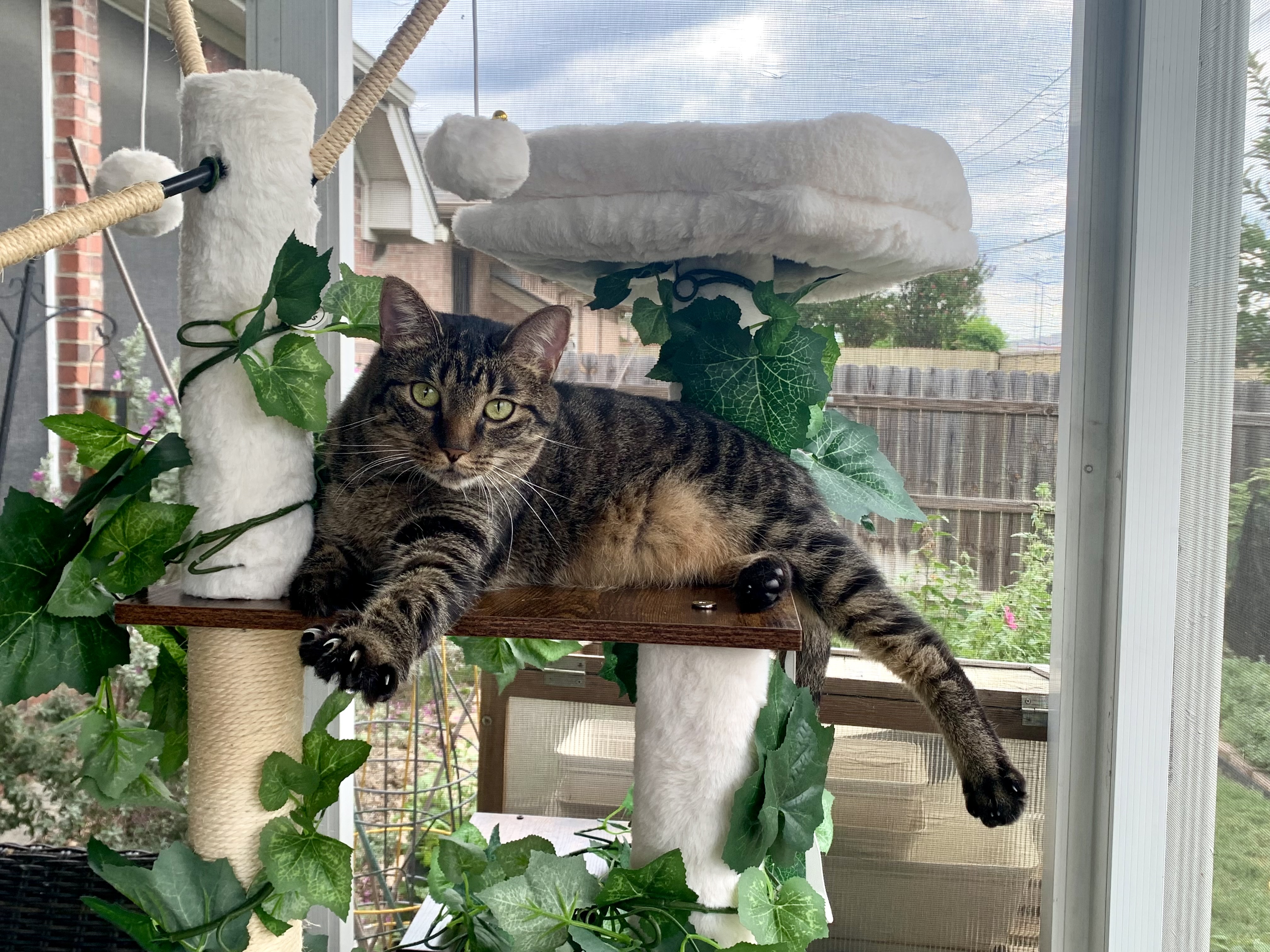 Enlarge Peppa, a Adoptable Tabby in Keller, TX image 3/5