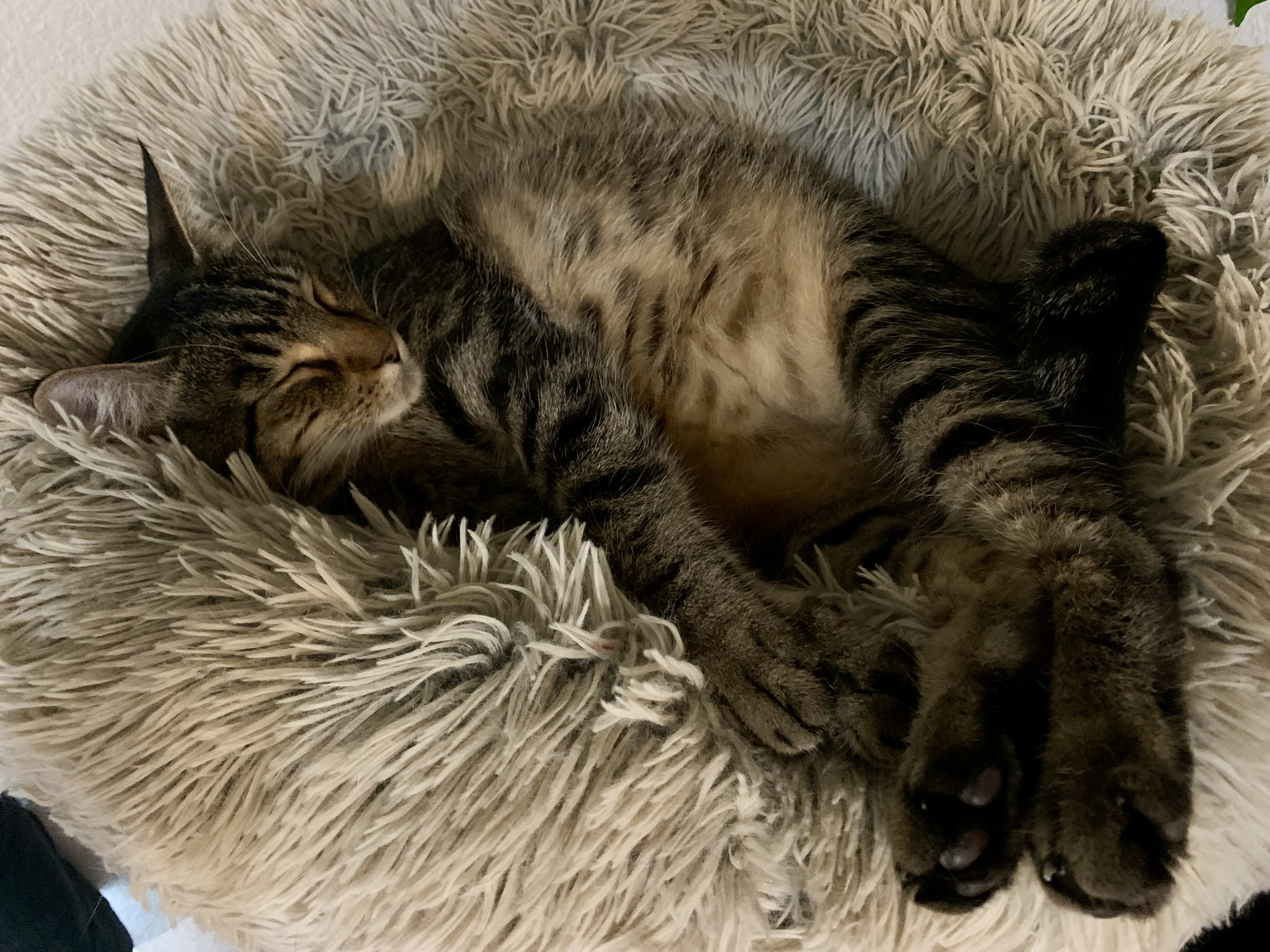 Enlarge Peppa, a Adoptable Tabby in Keller, TX image 4/5