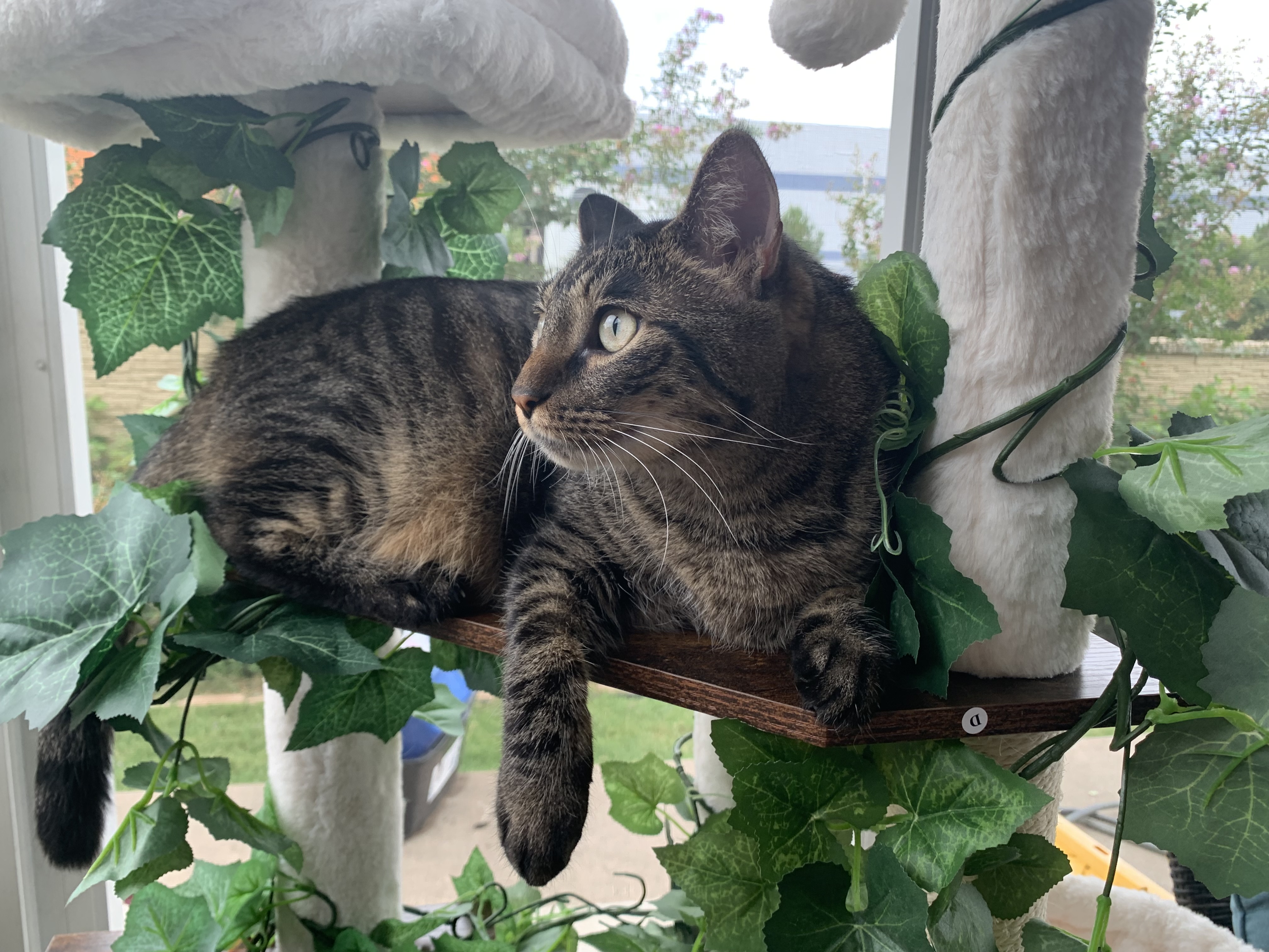 Enlarge Peppa, a Adoptable Tabby in Keller, TX image 2/5