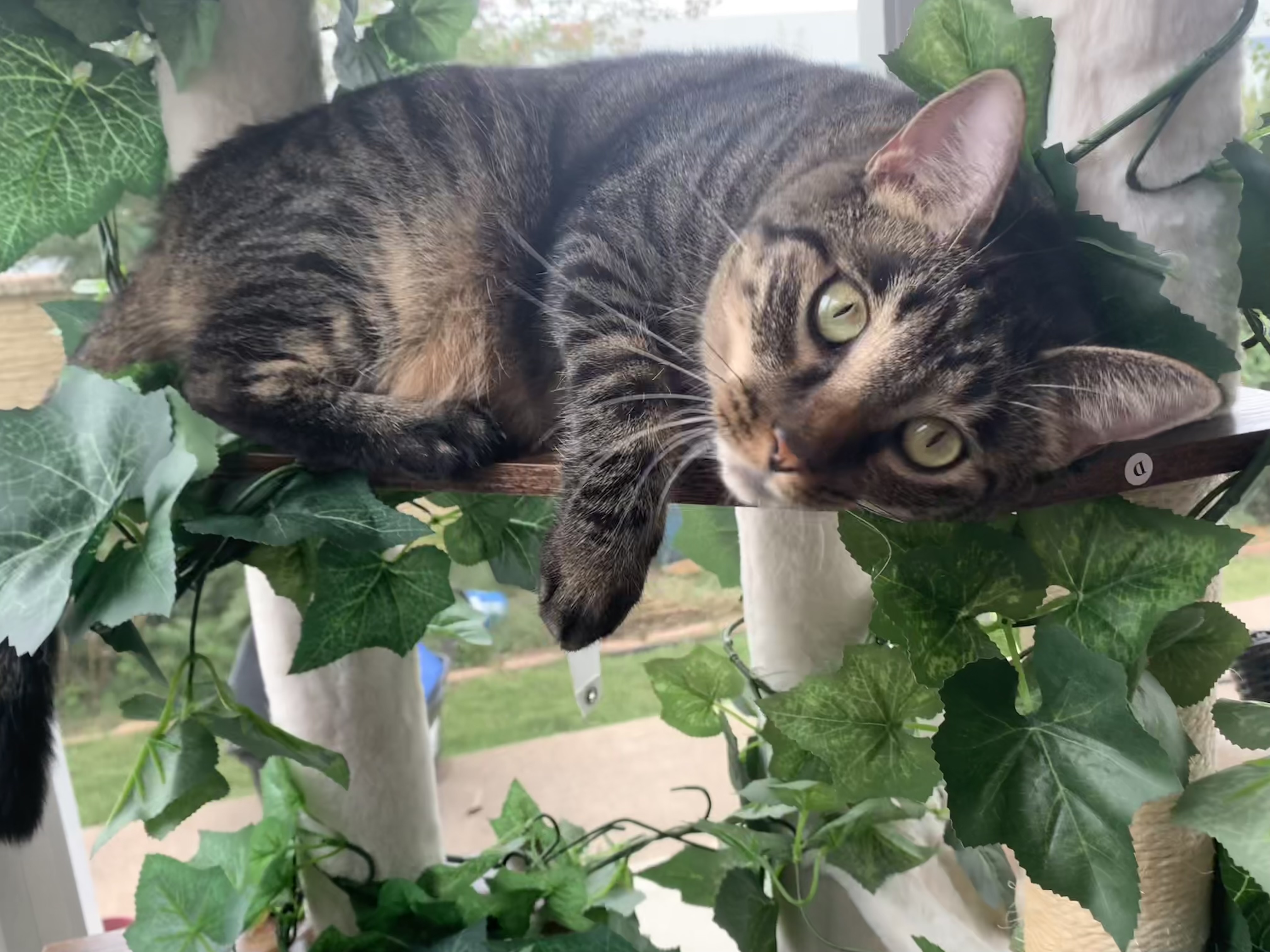 Enlarge Peppa, a Adoptable Tabby in Keller, TX image 1/5