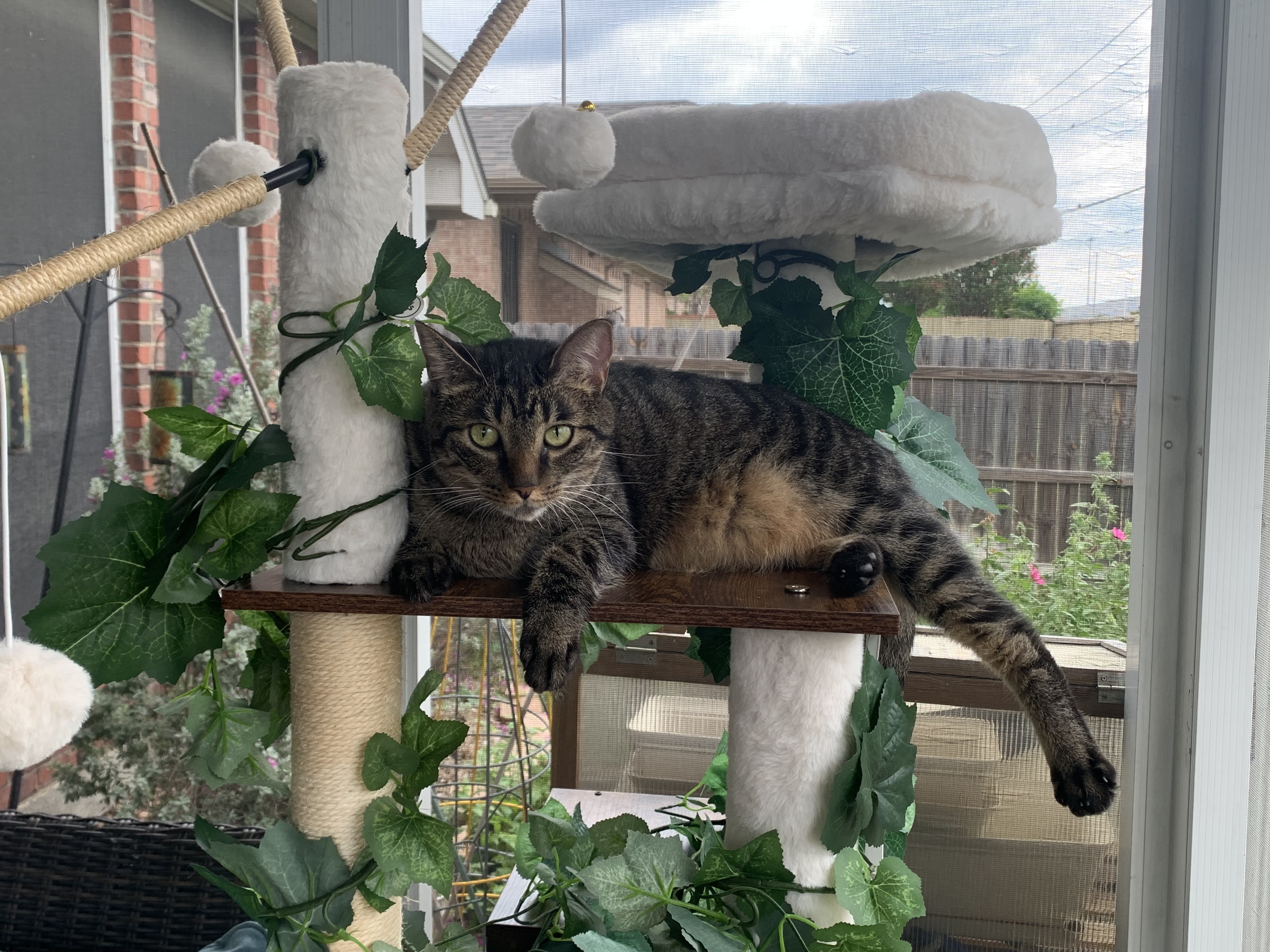 Enlarge Peppa, a Adoptable Tabby in Keller, TX image 5/5