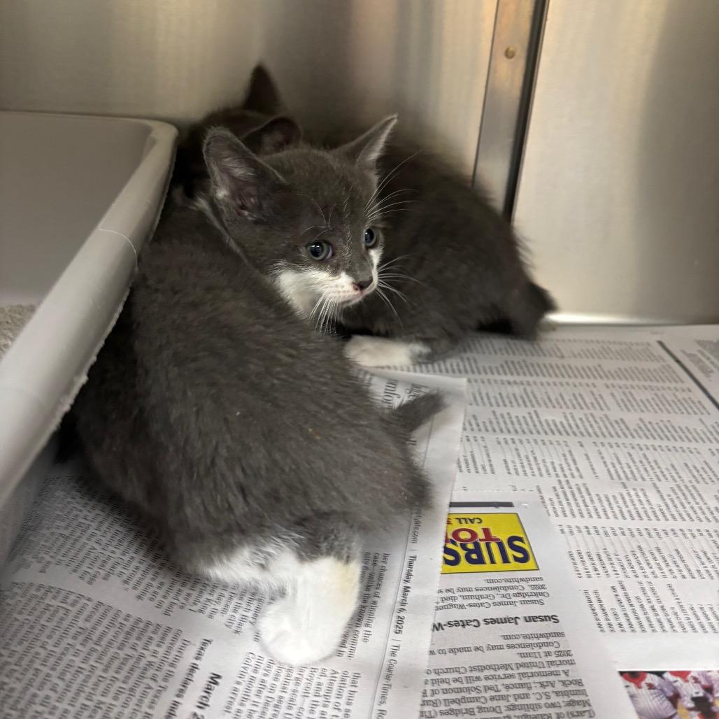 Clark, Adoptable, Kitten Male Domestic Short Hair.