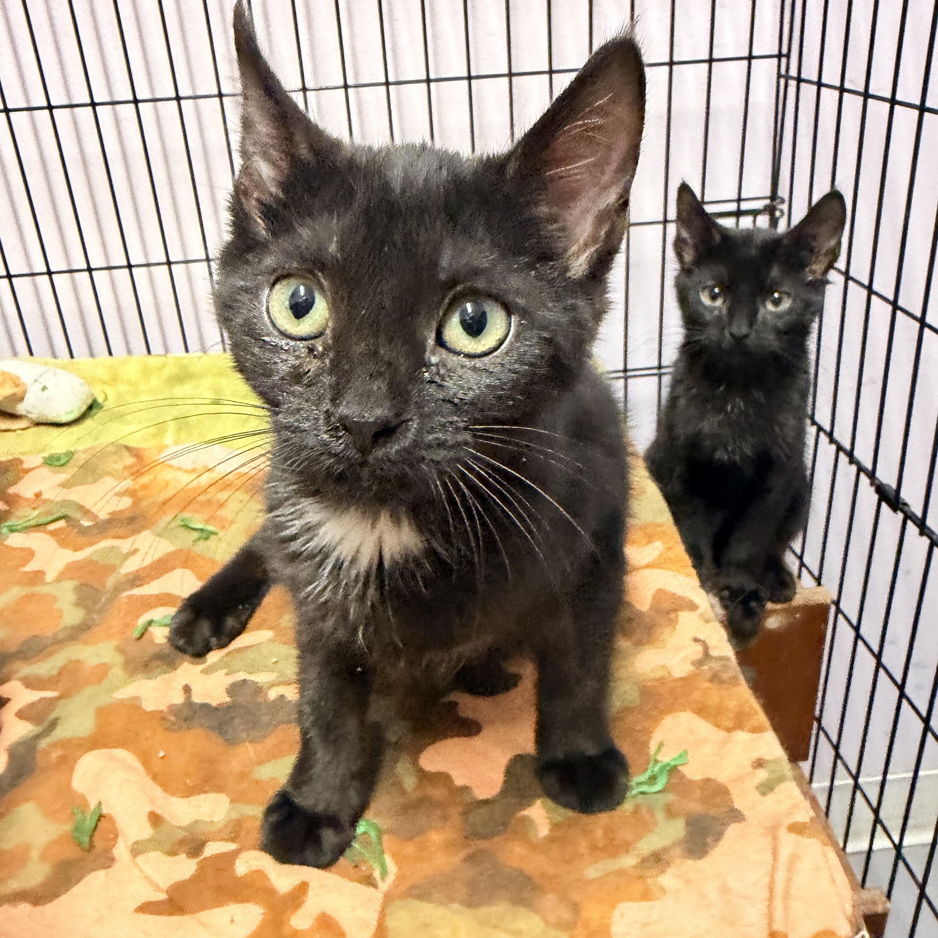 Berrie, ADOPTABLE, Kitten Female Domestic Short Hair.
