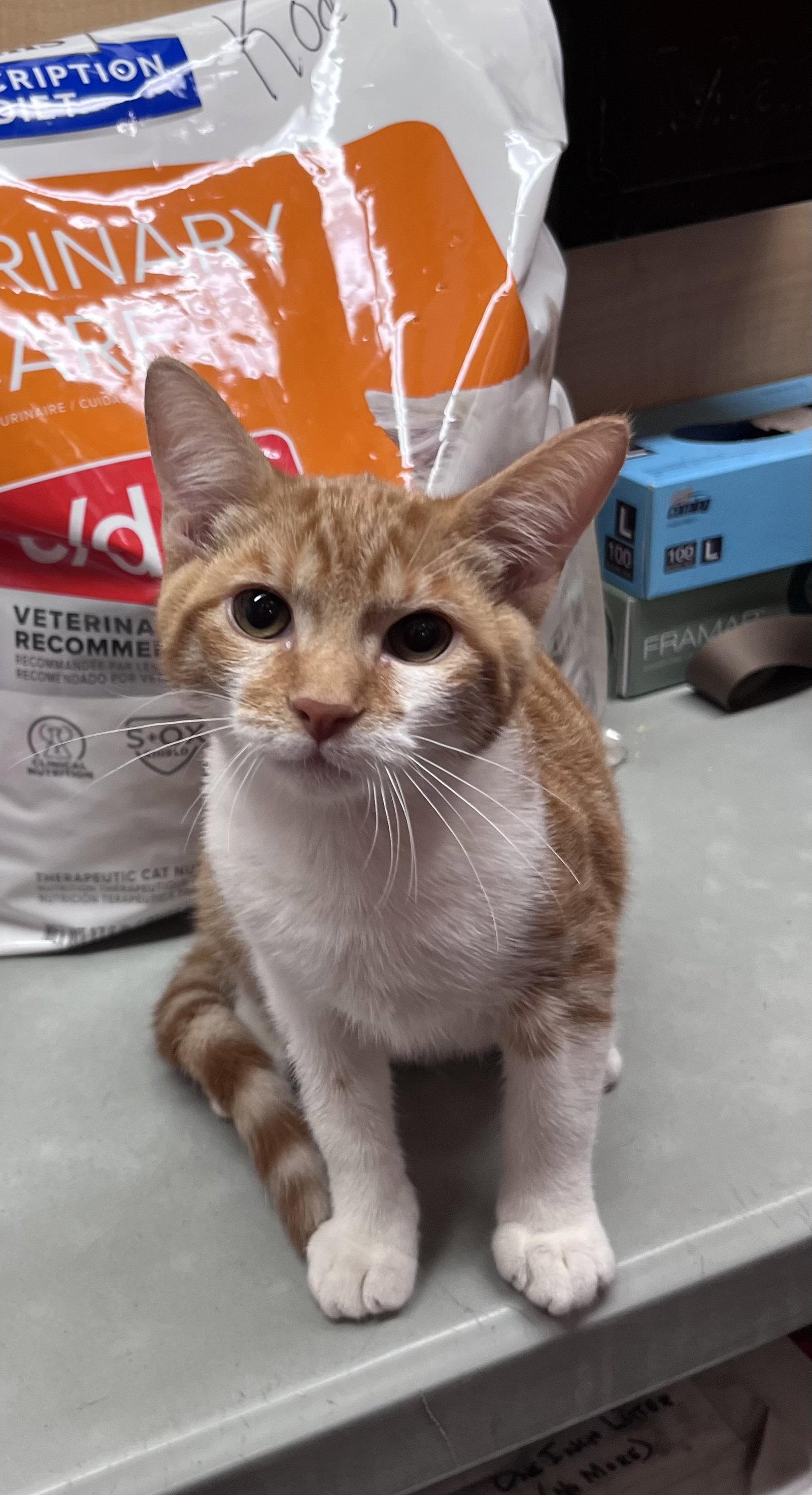 Enlarge Darwin, a Adoptable Domestic Short Hair in Scottsdale, AZ image 1/1