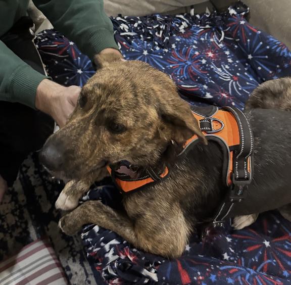 Lola : A Tragic Story of a Mama Dog, a Adoptable mixed breed in Indianapolis, IN image 4/6