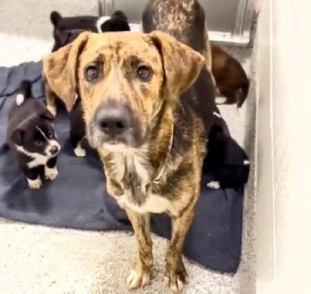 Lola : A Tragic Story of a Mama Dog, a Adoptable mixed breed in Indianapolis, IN image 2/6