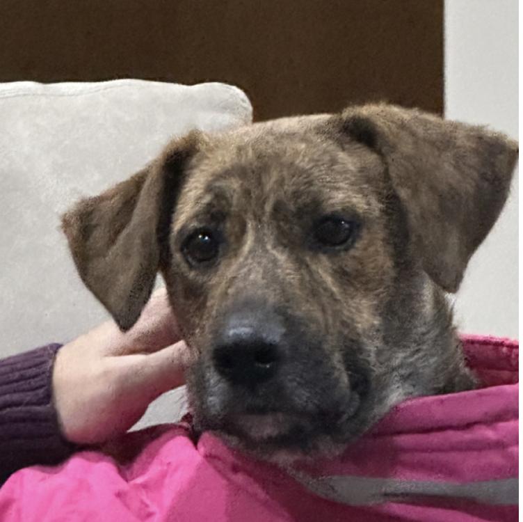 Lola : A Tragic Story of a Mama Dog, a Adoptable mixed breed in Indianapolis, IN image 1/6