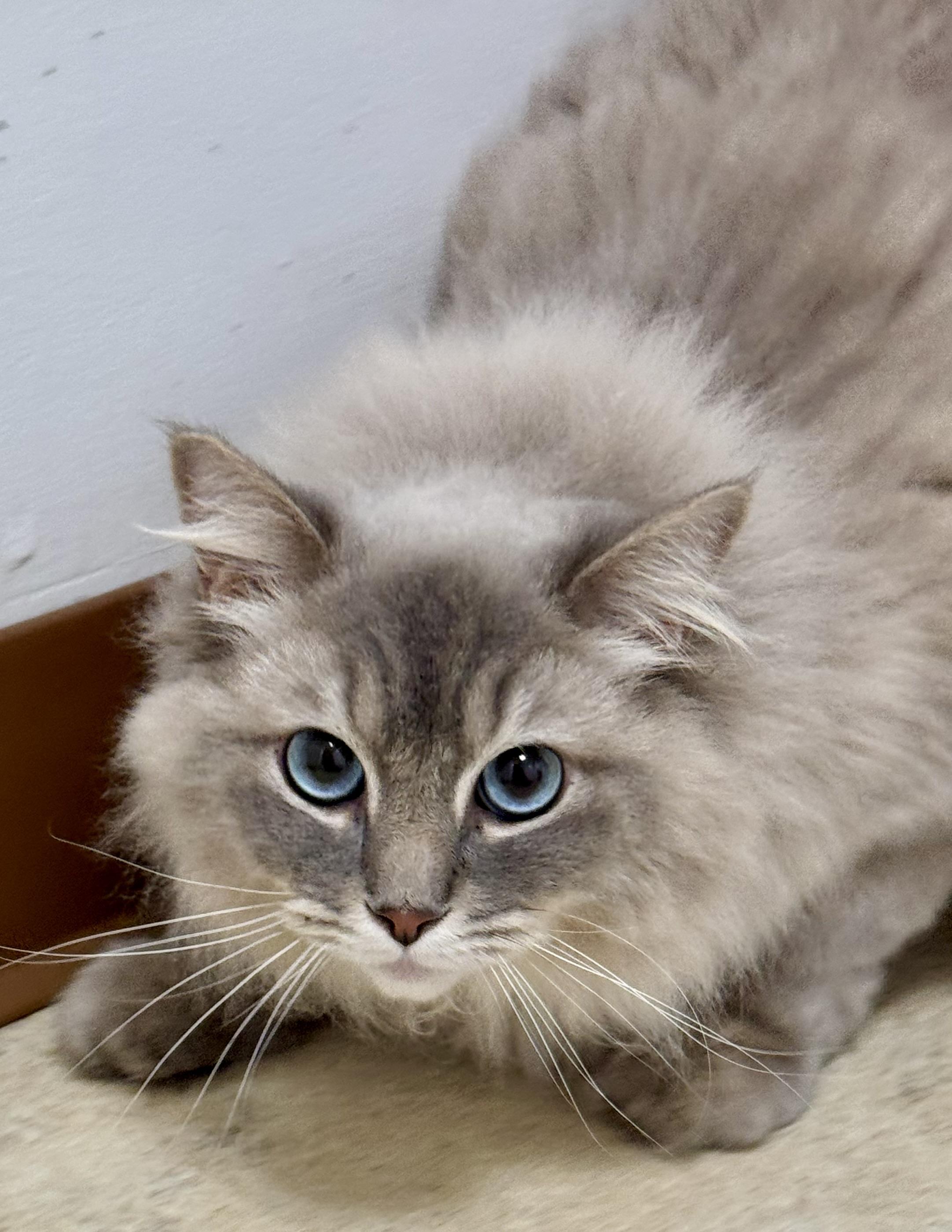 Blue, Adopted, Young Male Ragdoll.