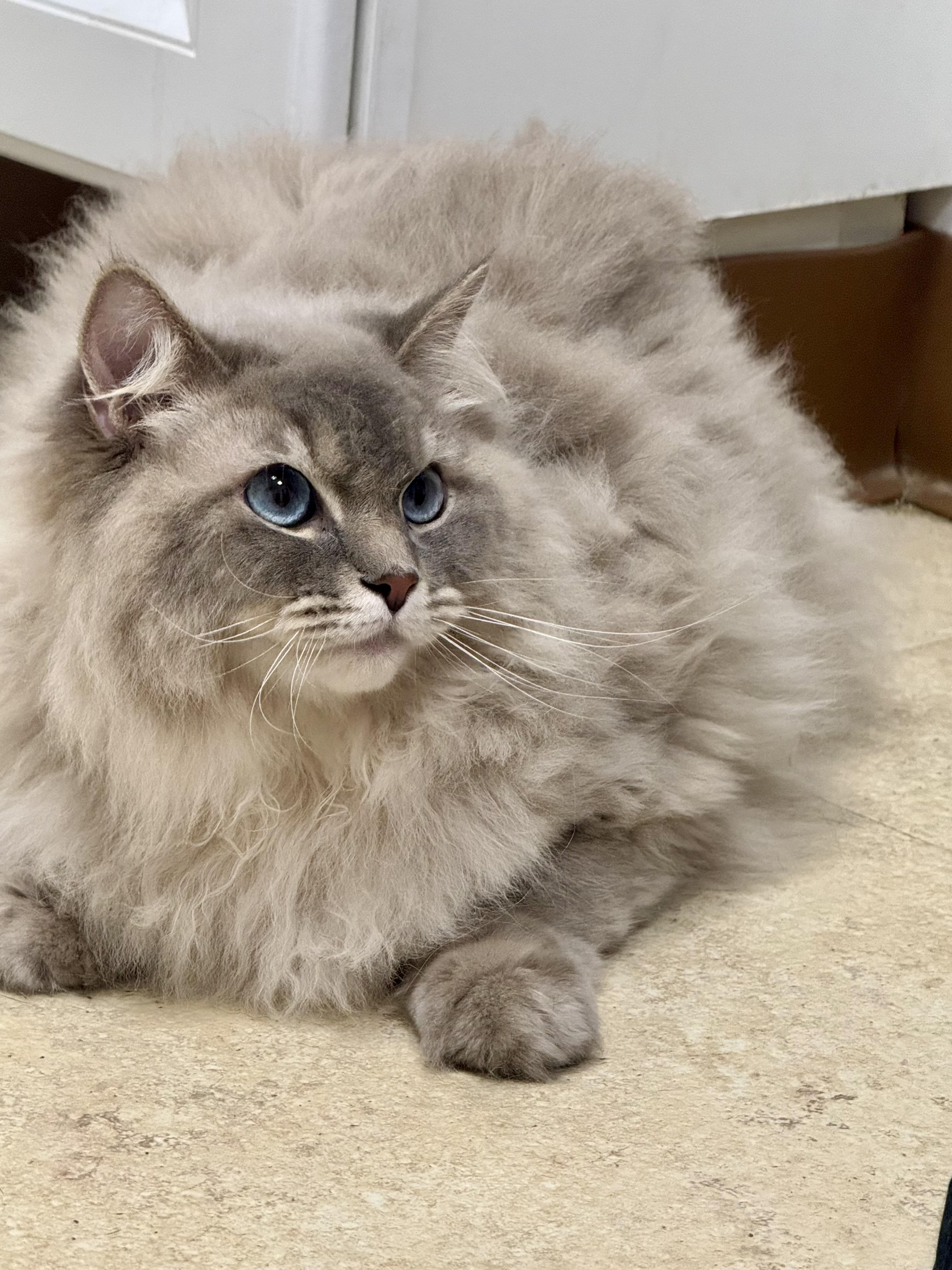 Enlarge Blue, a Adopted Ragdoll in Cincinnati, OH image 2/6