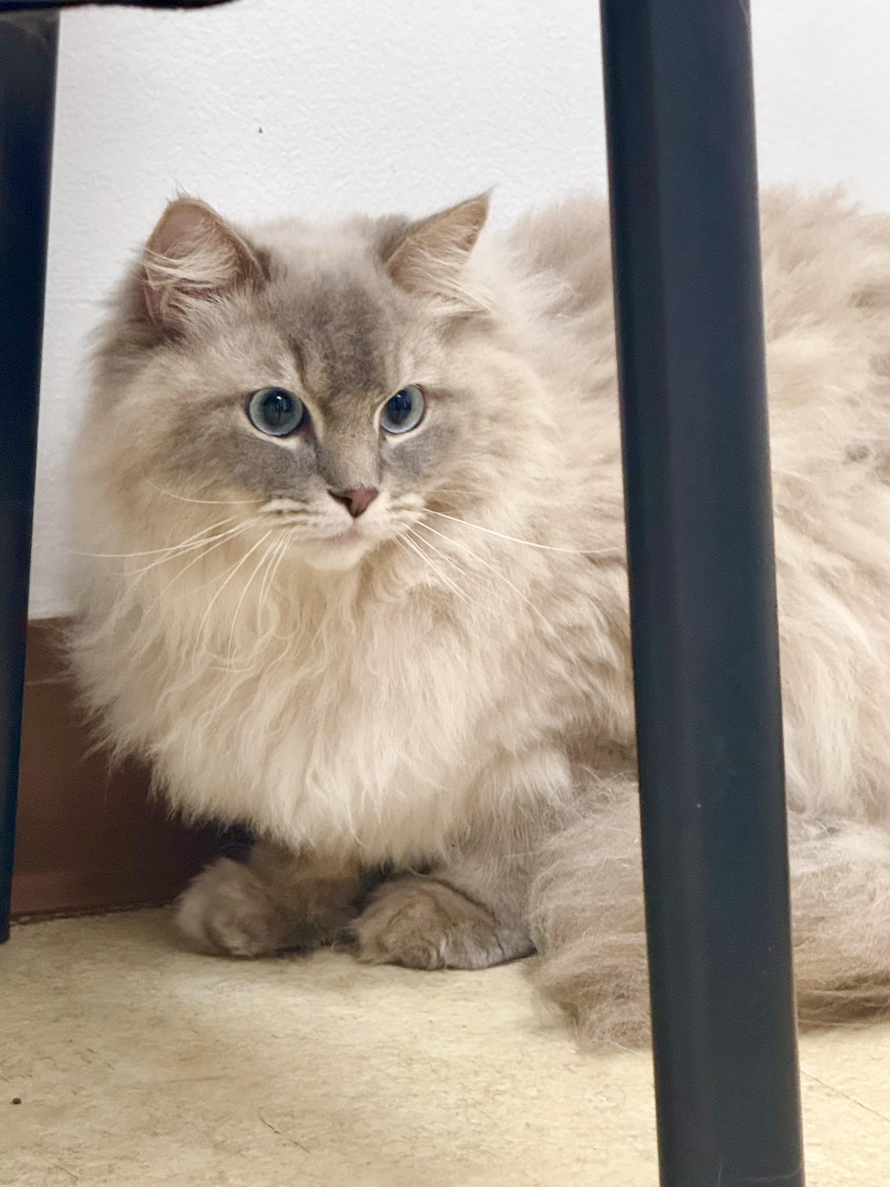 Enlarge Blue, a Adopted Ragdoll in Cincinnati, OH image 3/6