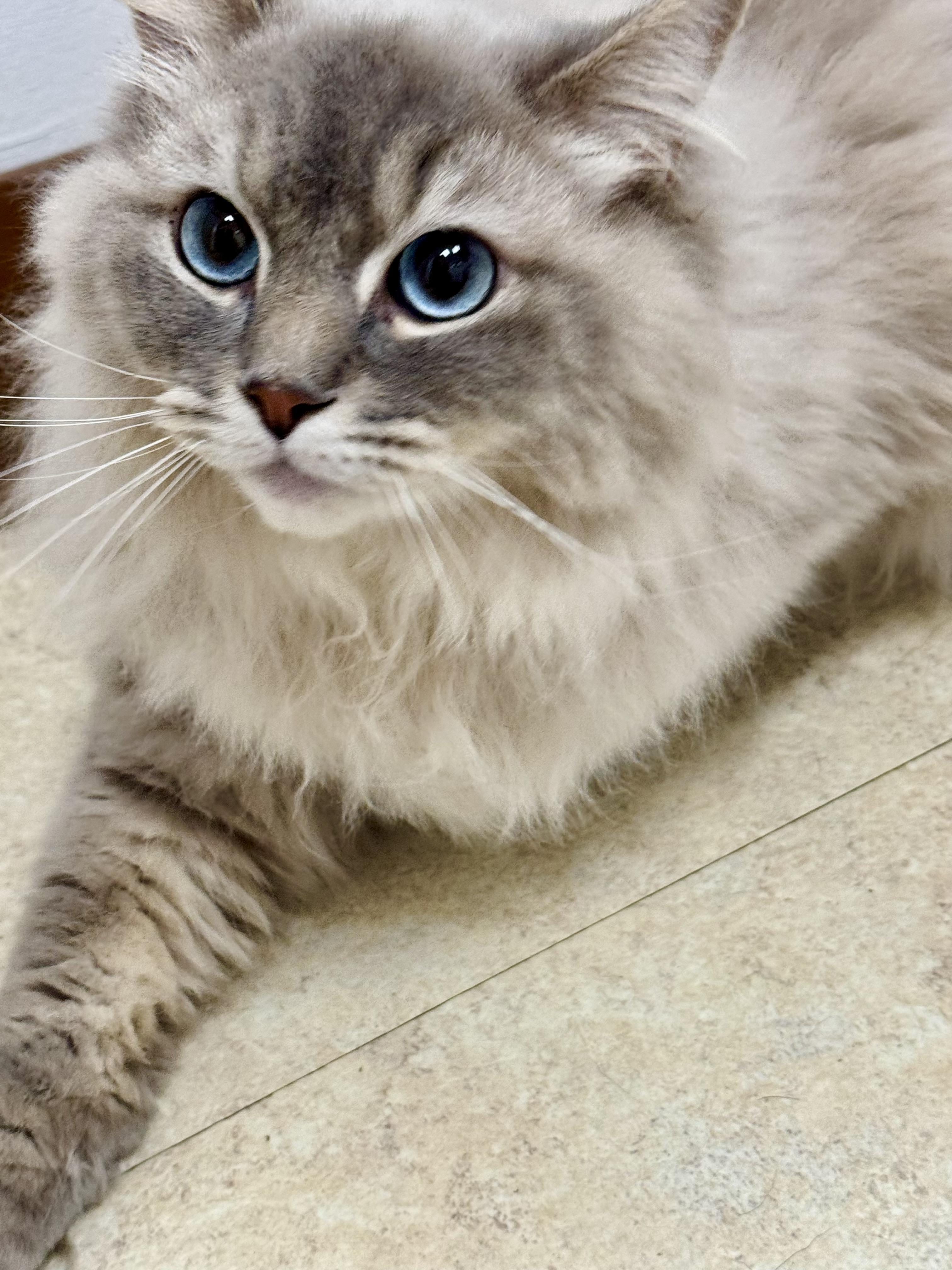Enlarge Blue, a Adopted Ragdoll in Cincinnati, OH image 4/6