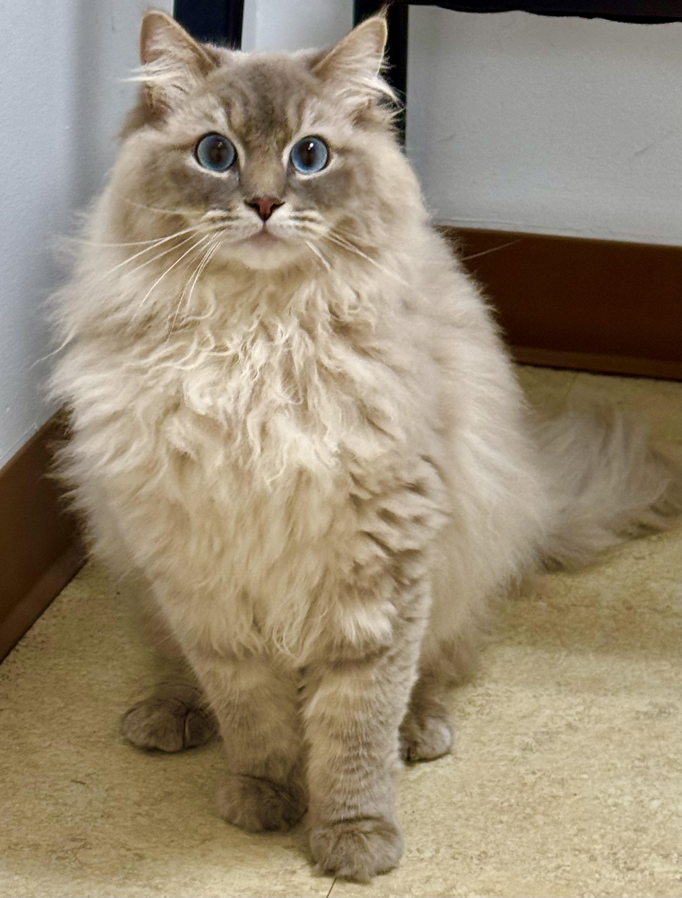 Enlarge Blue, a Adopted Ragdoll in Cincinnati, OH image 5/6