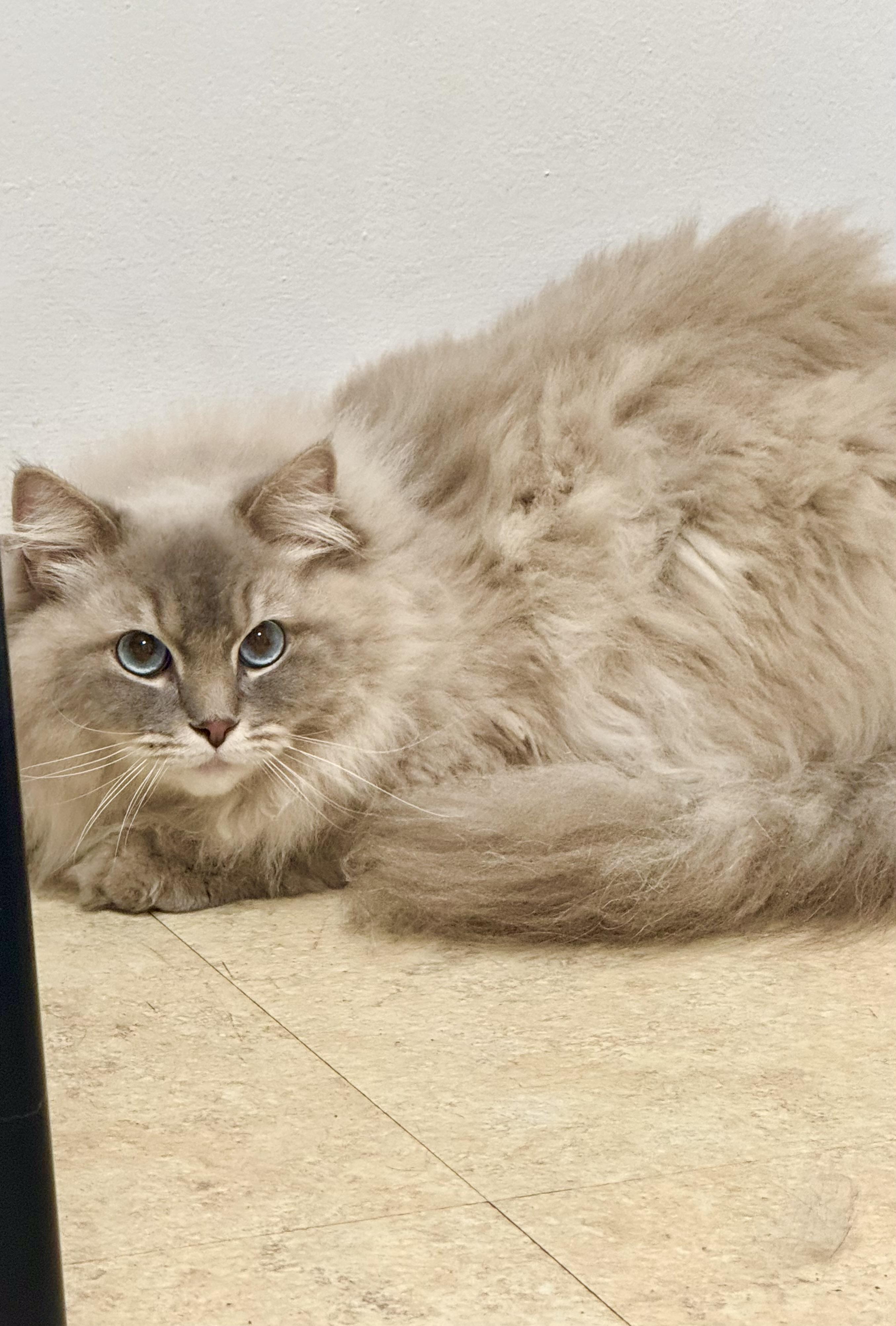 Enlarge Blue, a Adopted Ragdoll in Cincinnati, OH image 6/6