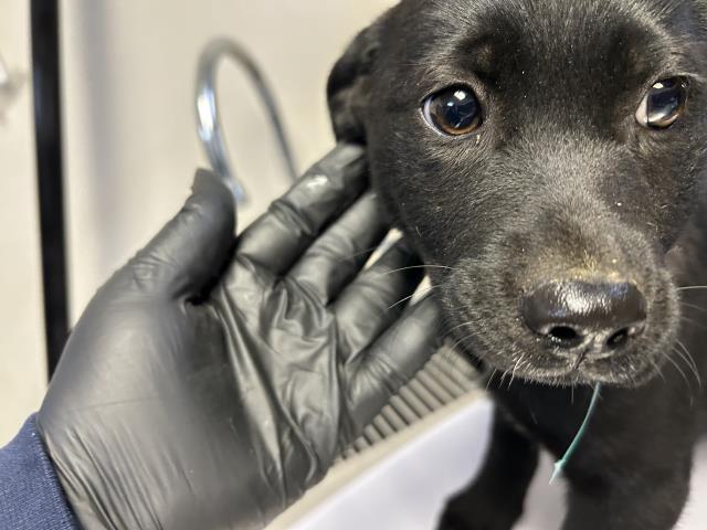 Enlarge A250533, a Adoptable mixed breed in Visalia, CA image 1/1