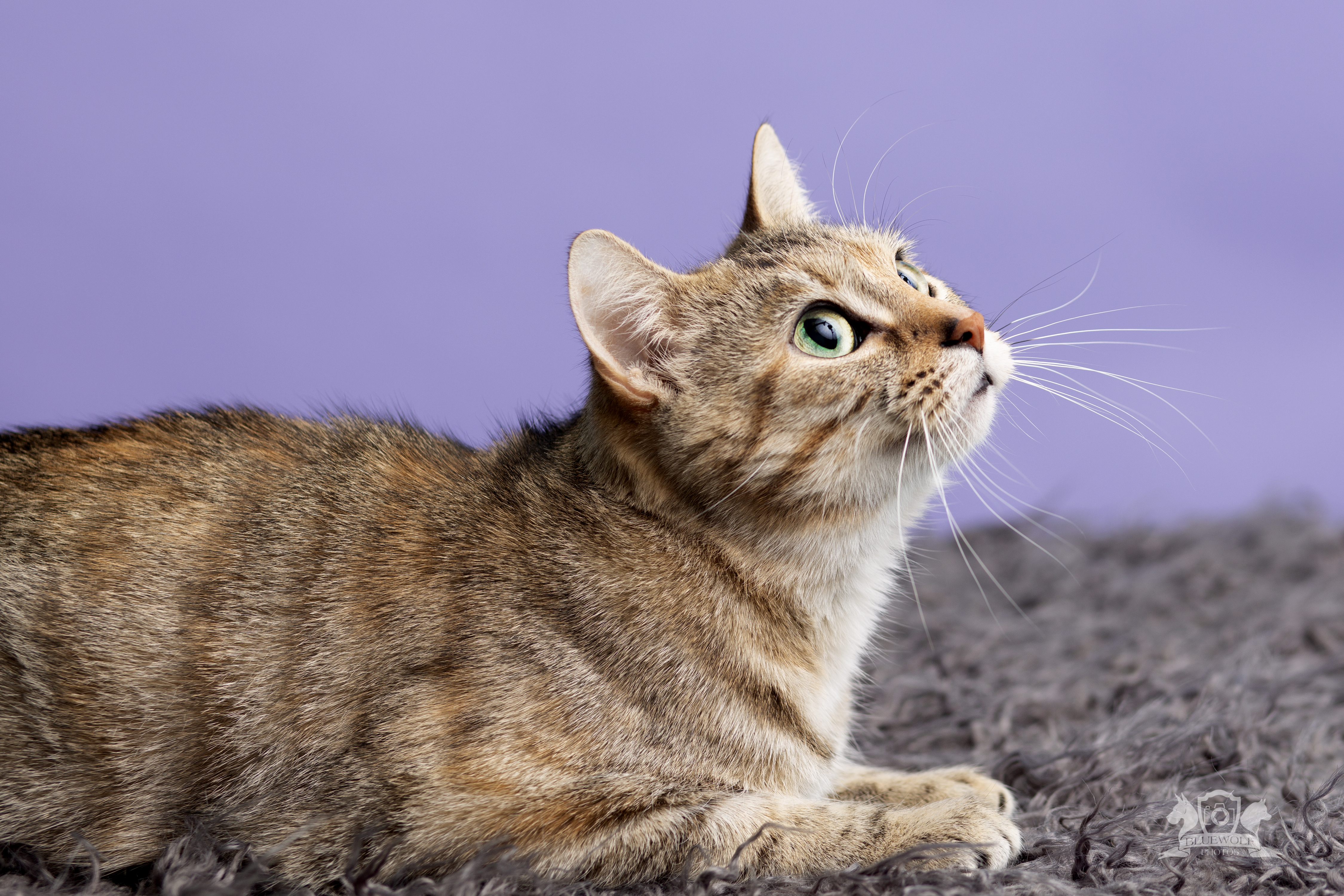 Amanda, a Adoptable Domestic Short Hair in Springfield, IL image 1/6