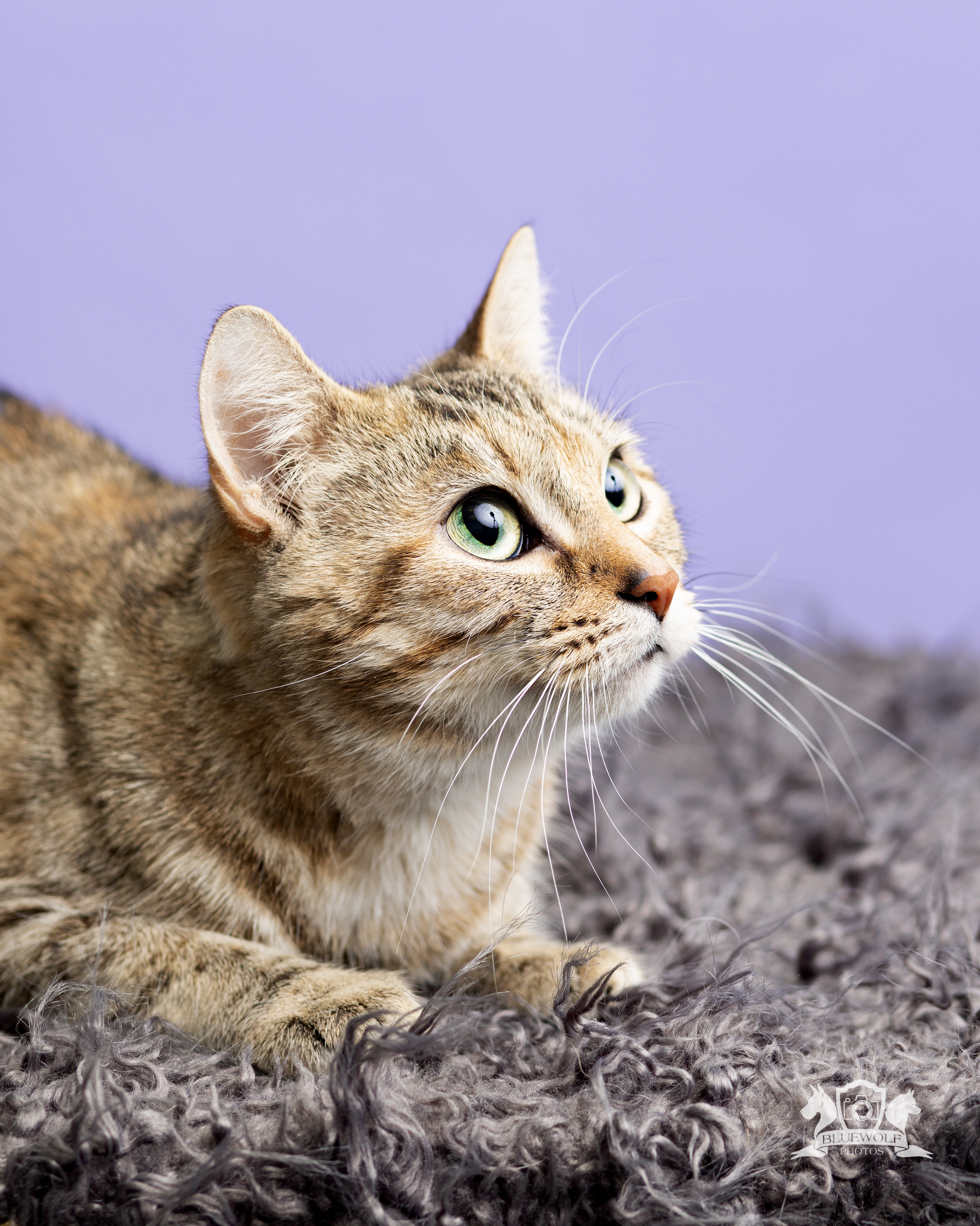 Amanda, a Adoptable Domestic Short Hair in Springfield, IL image 2/6