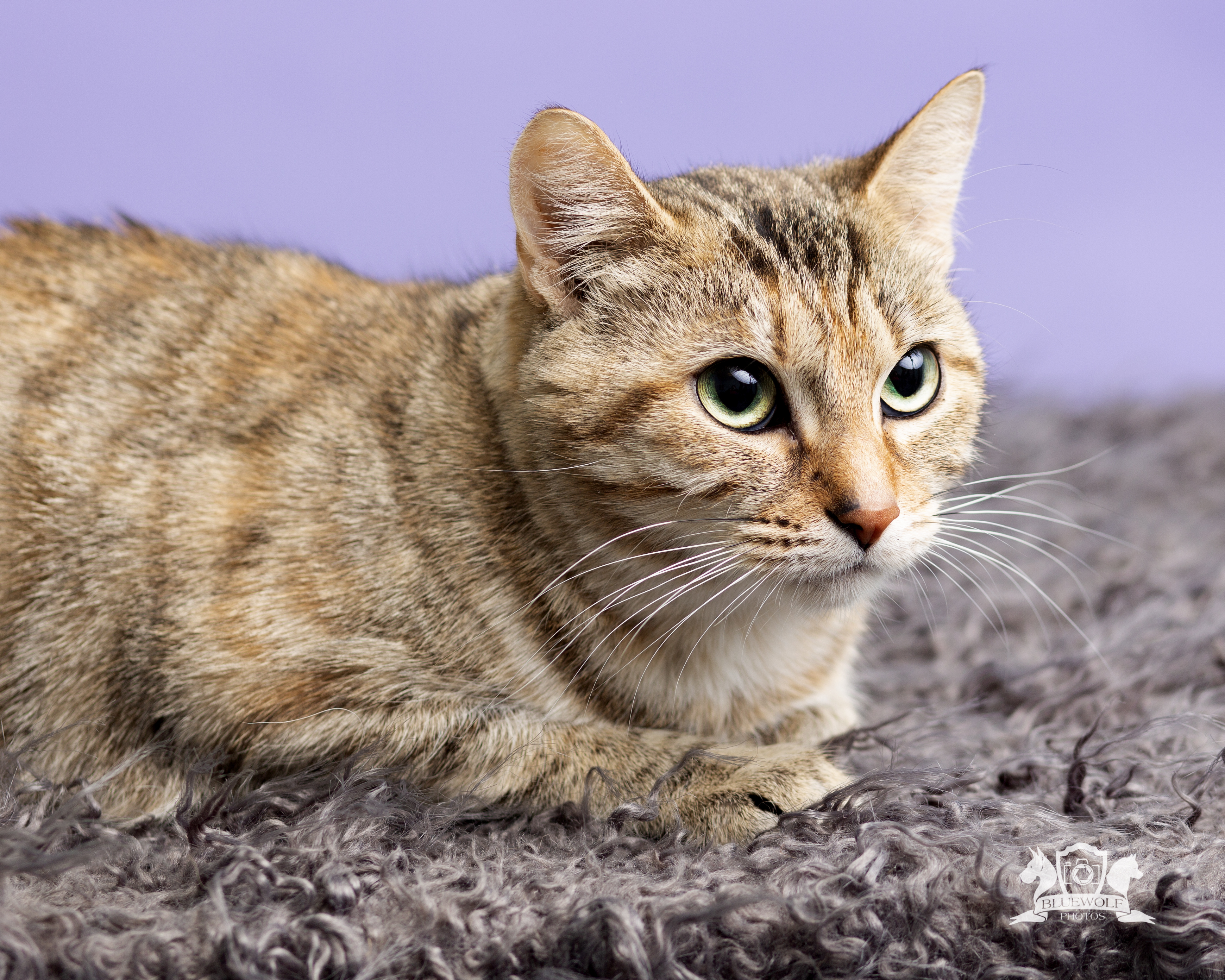 Amanda, a Adoptable Domestic Short Hair in Springfield, IL image 3/6