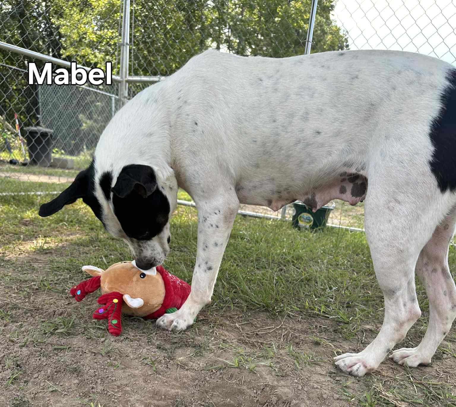 Mabel, Adoptable, Adult Female Mixed Breed.